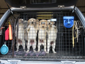 8 Weeks. 1st vaccination 003