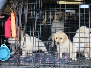 8 Weeks. 1st vaccination 004