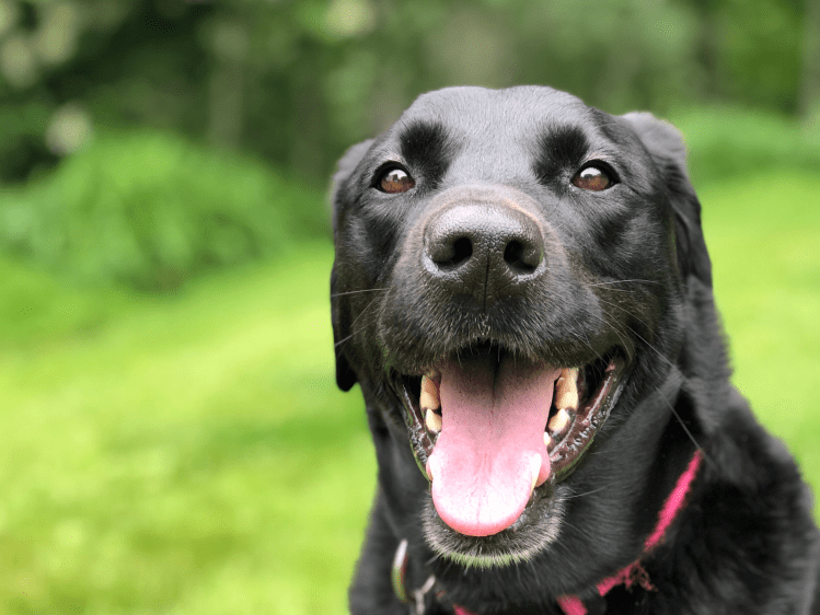Male Labradors, Mikmaq Labs