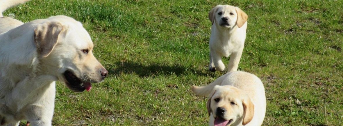 Labrador Puppies in Herefordshire, Mikmaq Labs