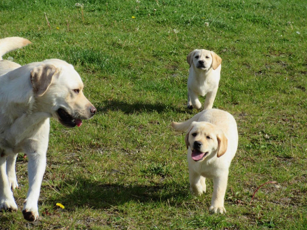 Female Labradors